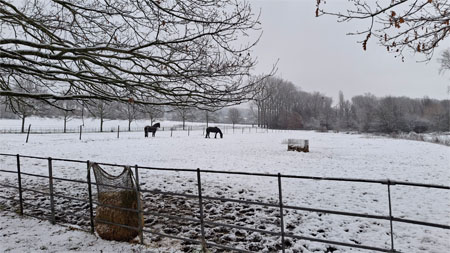 paarden in de sneeuw